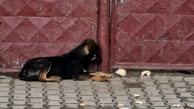 Amendă de 15.000 de lei pentru că și-a abandonat câinele în frig ore întregi