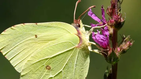 Insectele folosesc camuflajul de peste 100 de milioane de ani