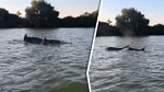 Gândul a mers pe urma imaginilor cu delfini în Dunăre. Pot rezista mamiferele în apă dulce? Ce spun specialiști