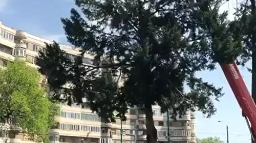 Se poate și la noi: Un copac de 6,6 tone, din curtea unui spital, a fost mutat 50 de metri mai încolo pentru a nu fi tăiat - VIDEO