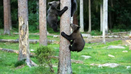 Un tânăr din Mureș, filmat în timp ce ținea în brațe doi pui de urs, are dosar penal pentru braconaj