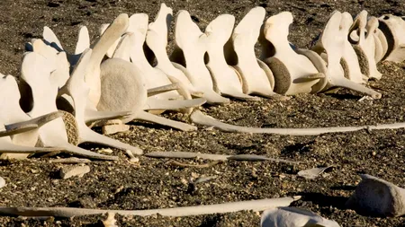 Misterul rămășițelor umane descoperite pe o PLAJĂ din Europa după prăbușirea unui zid antic. Locul unde s-au dat bătălii crâncene în secolul I