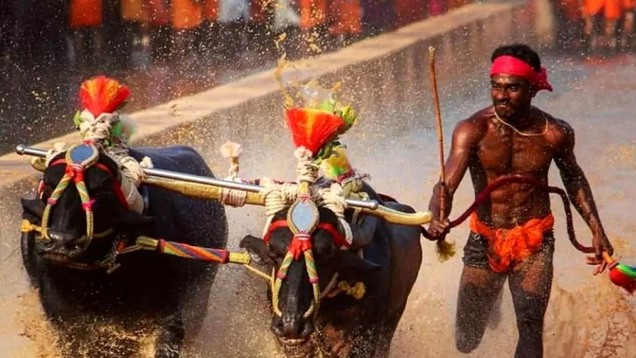 Un muncitor din India e mai rapid decât Usain Bolt! A bătut recordul atletului jamaican la sprint pe 100 metri, alergând cu doi bivoli