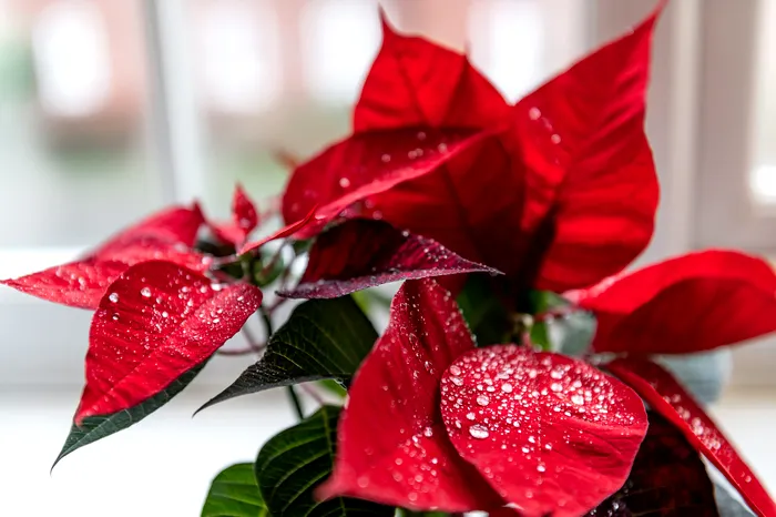 De ce este bine să ai Crăciunița, floarea Crăciunului, în casă. Se află printre cele mai căutate plante, în decembrie