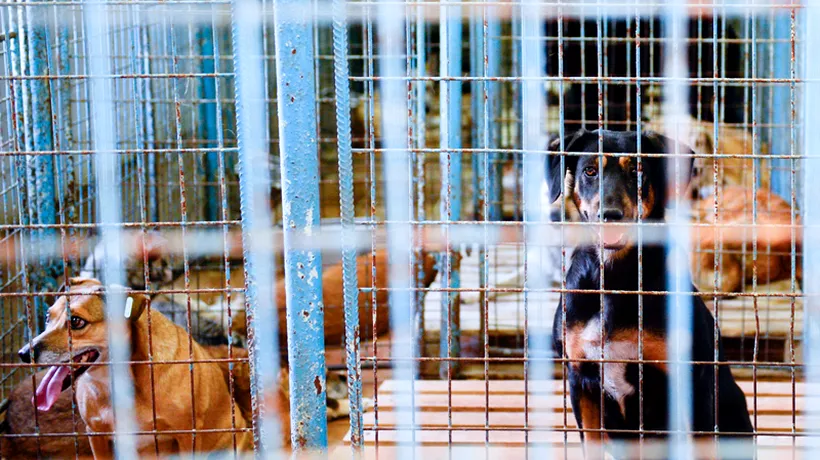 Consiler local Suceava: Adăpostul de câini este supraaglomerat, câinii se sfâșie între ei