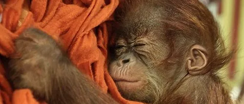 Povestea care a înduioșat Marea Britanie: un pui de maimuță rămas orfan își caută o nouă mamă