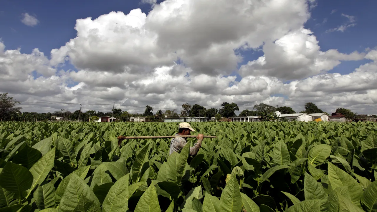 Cum ar putea fi folosit tutunul în vindecarea cancerului