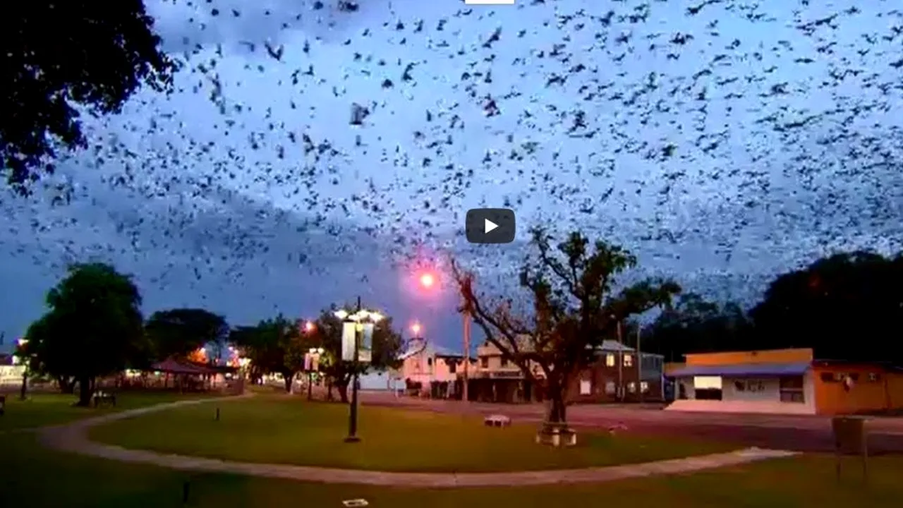 Imagini de coșmar. O 