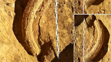 Descoperirea fabuloasă în Buzău: incisiv de 1,2 metri, provenit de la un MAMUT lânos contemporan cu primii oameni moderni, găsit într-o ravenă!