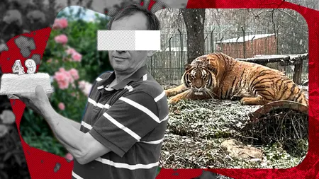 El este angajatul de la Grădina Zoologică din Pitești sfâșiat de tigru! Scena terifiantă s-a petrecut sub ochii colegului său. ”A lăsat ușa deschisă”
