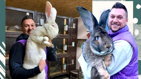 Crescătorul de iepuri uriași din Banat are o nouă generație de campioni. A vândut „urechiați” chiar și în America. „Succesul depinde de trei reguli: rasa, masa, casa!” | EXCLUSIV