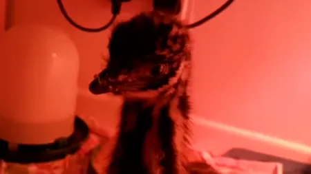 A cumpărat un ou de pe internet. Imaginile emoționante surprinse după o lună și jumătate