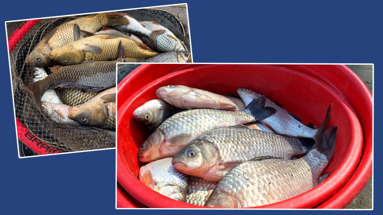 Alertă alimentară la Chișinău. Autoritățile avertizează moldovenii să nu consume pește din Nistru. Care este motivul