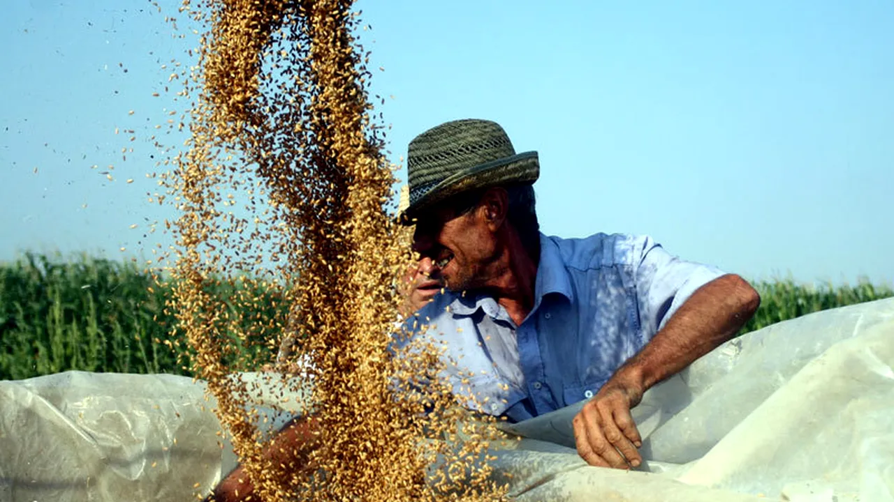 Egiptul a mai cumpărat 60.000 de tone de grâu românesc