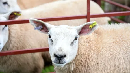 Variola ovină se extinde de la o stână la alta. Sute de oi, sacrificate într-o singură fermă