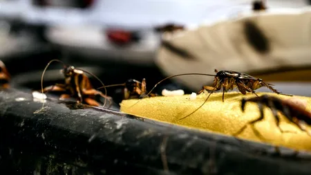 O firmă de CATERING care hrănește 400 de pacienți dintr-un spital, închisă după un control ANPC. Mizerie și gândaci în oalele cu mâncare