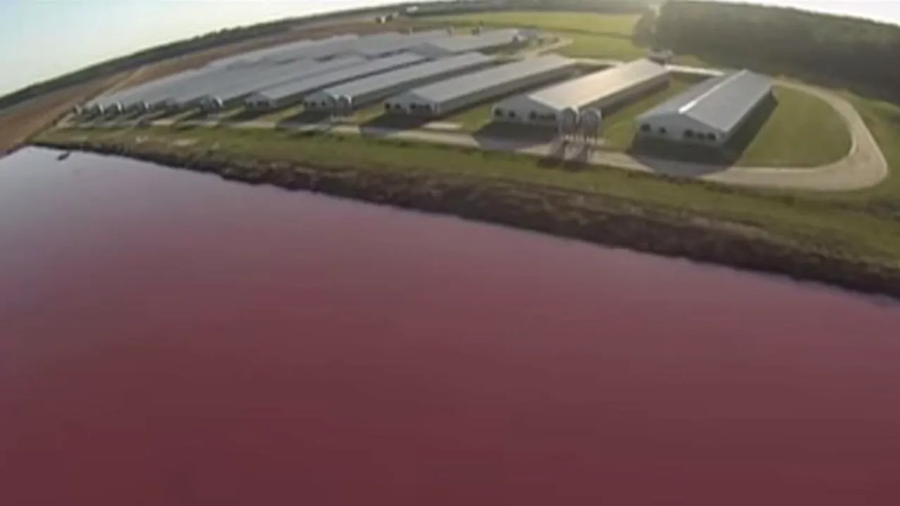 O dronă a trecut pe deasupra unei ferme de porci. Ce a descoperit l-a uimit pe proprietar