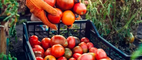 Descinderi în Dâmbovița. Producători locali bănuiți că au PĂCĂLIT statul pentru a beneficia de banii din Programul Tomata