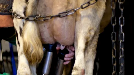 ANSVSA a retras de la o fermă 14.000 de litri de lapte contaminat cu aflatoxină și a stopat livrările de lapte crud