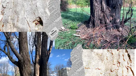 EXCLUSIV VIDEO | Dezastrul ecologic din apropierea Parcului IOR continuă și după ce cazul a ajuns la Poliție. Garda de Mediu nu știe încă ce substanță a otrăvit copacii găuriți: ”Am mai sancționat o dată proprietarul”