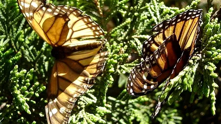 Milioane de fluturi au invadat Madridul. 