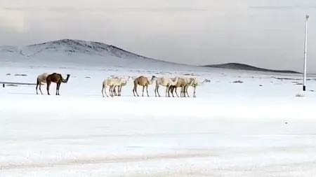 Imagini de necrezut. Cămilele merg prin zăpadă, în nordul Arabiei Saudite