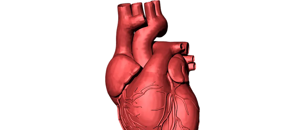 Prima inimă umană vascularizată a fost realizată cu ajutorul unei imprimante 3D  în Israel