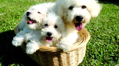 STUDIU. Tinerii simt mai multă compasiune pentru câinii maltratați decât pentru adulții victime ale unui abuz