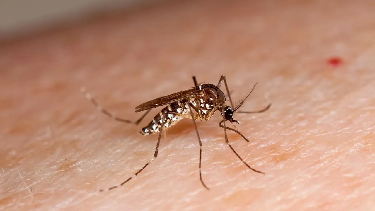 Tigrul de platan TERORIZEAZĂ Capitala. Înțepăturile NU AU EFECTE NEGATIVE asupra sănătății omului