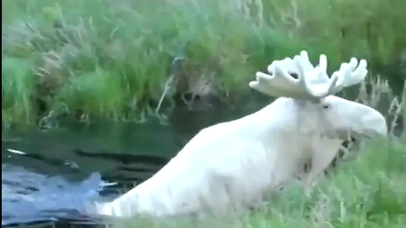 Video VIRAL. Un elan alb foarte rar întâlnit, filmat în Suedia. Apariția este fascinantă