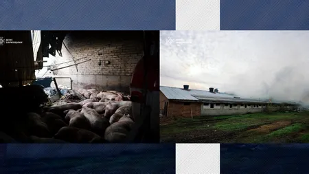 MASACRU în UCRAINA. Rușii au carbonizat 13 mii de porci într-un atac cu DRONE