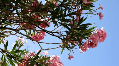 Ce plante nu trebuie să ții niciodată în casă! Aduc ghinion