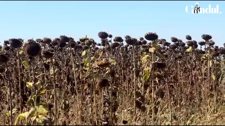 Culturi calamitate în Dolj. Irigațiile sunt în continuare oprite din cauza nivelului scăzut al Dunării