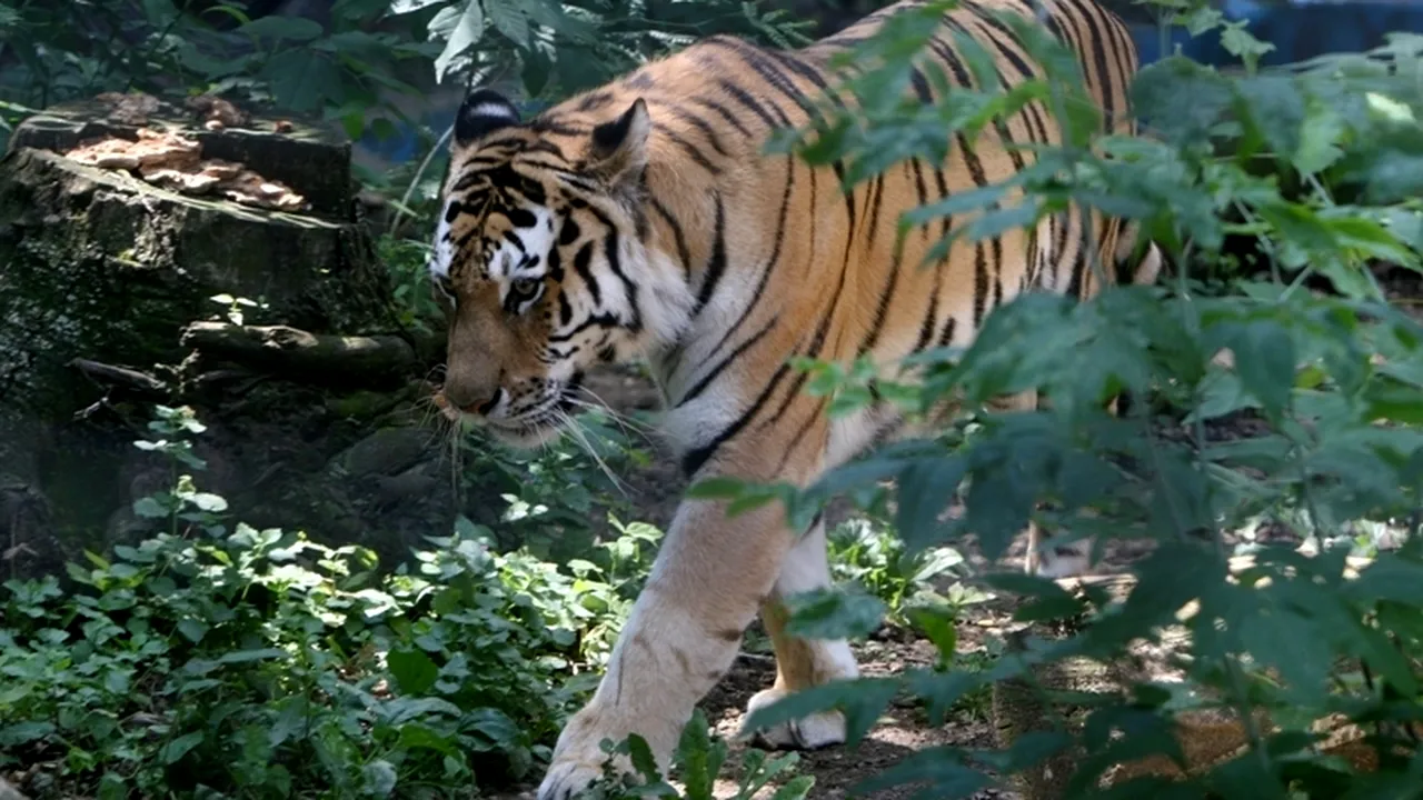 Bucureștenii vor avea Bio Parc în loc de Grădină Zoologică. Cum va arăta zoo din Pădurea Băneasa