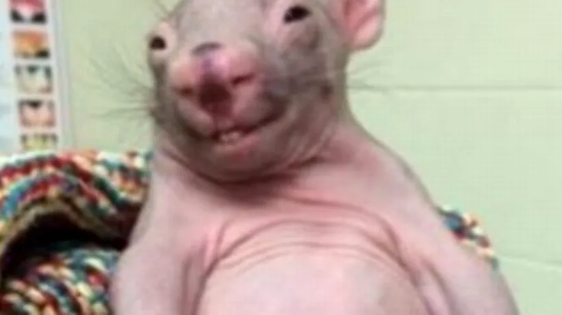 Un pui de wombat a devenit vedetă pe Internet. GALERIE FOTO