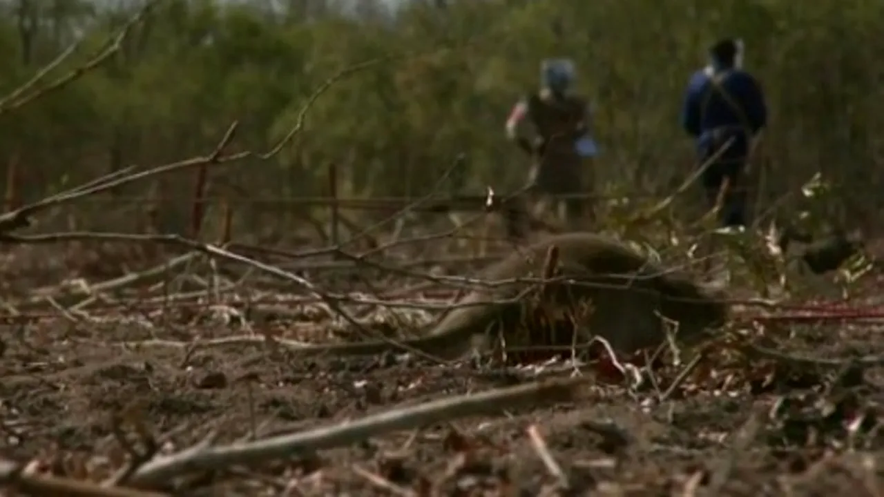 Invazie de șobolani mutanți în Marea Britanie