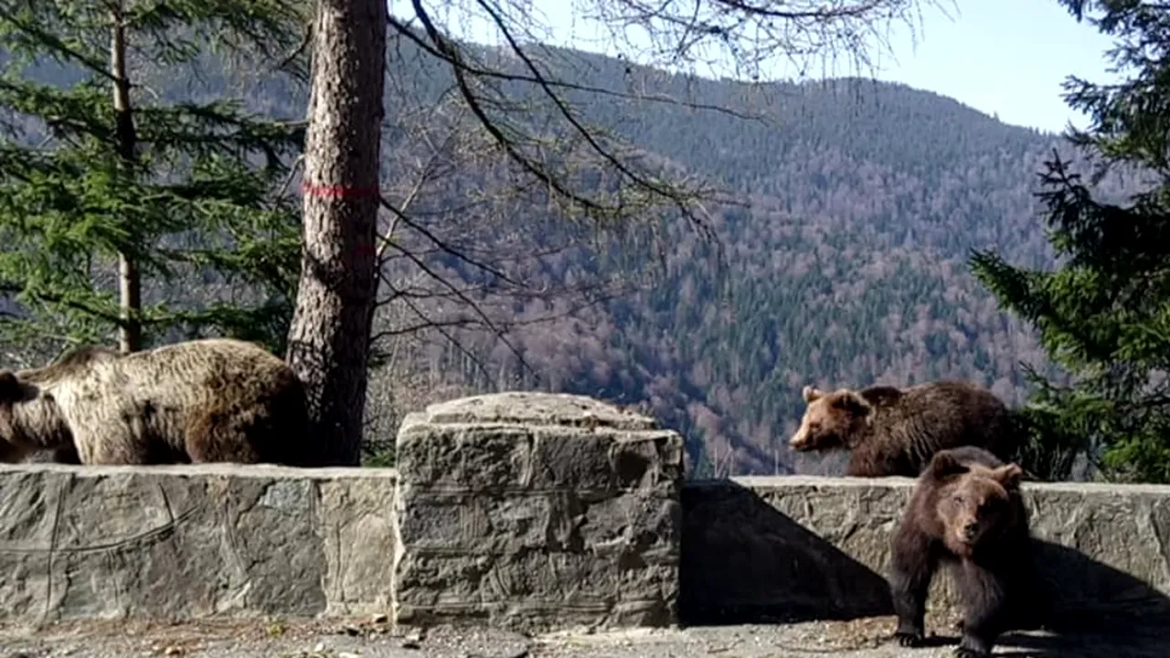 România a vrut să transfere URȘI către alte țări din Europa, dar am fost refuzați