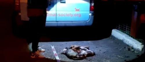 Cruzime fără margini la Galați. 4 cățeluși bolnavi, uciși de un angajat al adăpostului public, în timp ce mâncau. Poliția a început o anchetă