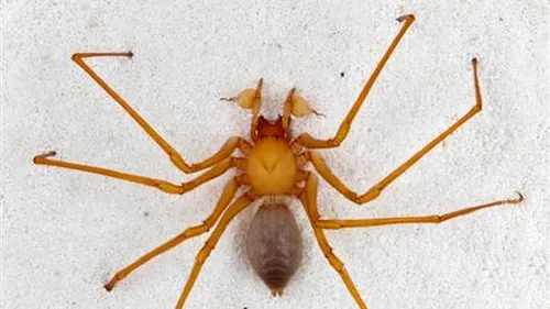 O nouă familie de păianjeni a fost descoperită în SUA