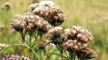 O floare considerată ''Sfântul Graal'' al botaniștilor, regăsită de curând