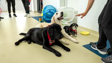 Consiliul Județean ILFOV a demarat proiectul 