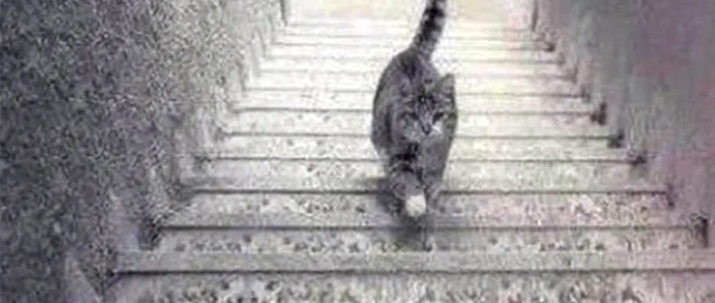 Rochia este de domeniul trecutului. Aceasta e noua dilemă a internauților: pisica urcă sau coboară?