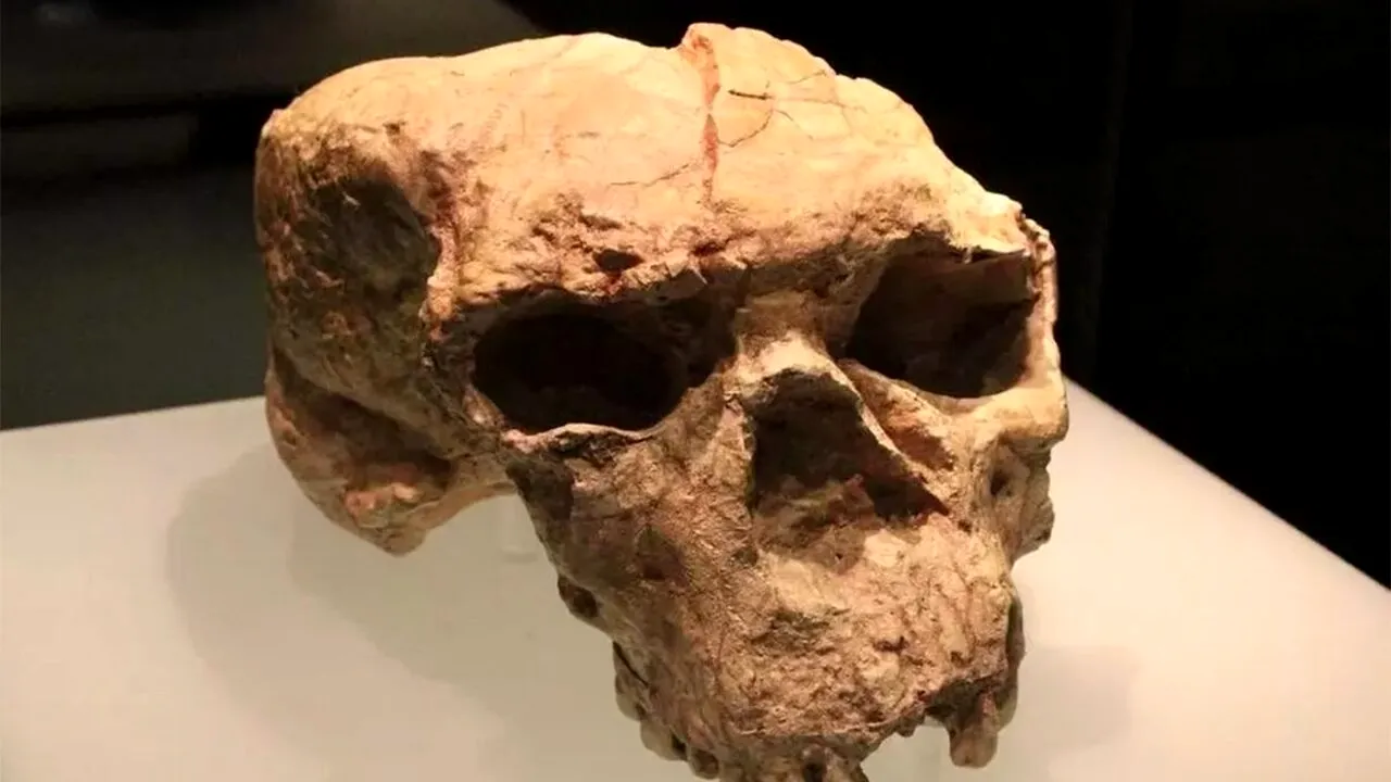 Descoperire UNICĂ în istoria omenirii. Cui aparține, de fapt, acest craniu din urmă cu 1.000.000 de ani