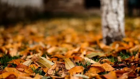 GREȘEALA uriaşă pe care o fac românii toamna la curte sau la bloc. Locatarii riscă amenzi usturătoare