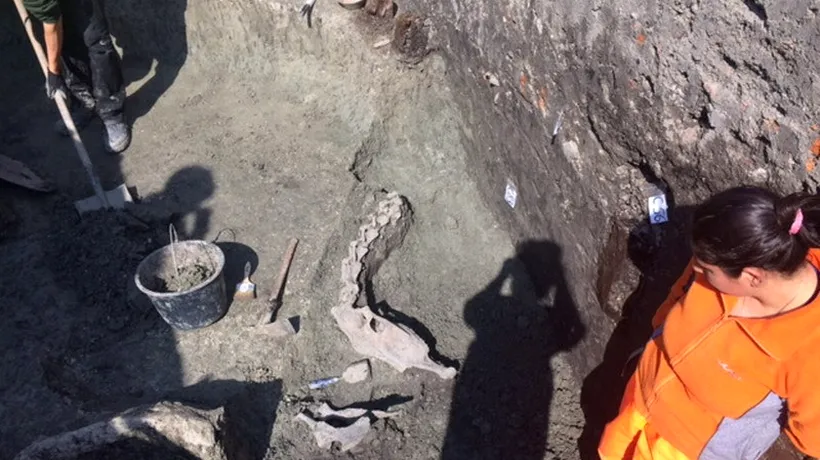 Fragmente din scheletul unui animal de talie marie, posibil o cămilă, descoperite la Timișoara