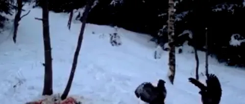 Imagini rare cu doi ulii șorecari care își dispută hrana, surprinse în Vrancea. VIDEO