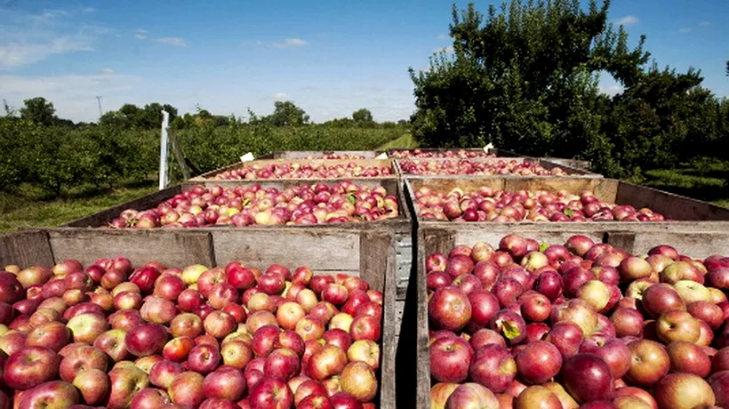 Rusia suspectează că a primit mere poloneze din Serbia