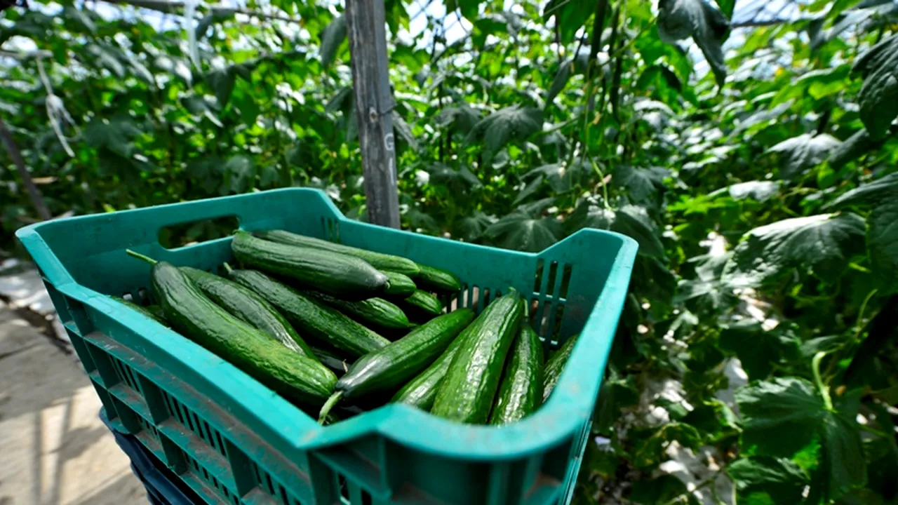 Cum a ajuns un agricultor de etnie romă din Teleorman să vândă castraveți marilor lanțuri de hypermarketuri din România