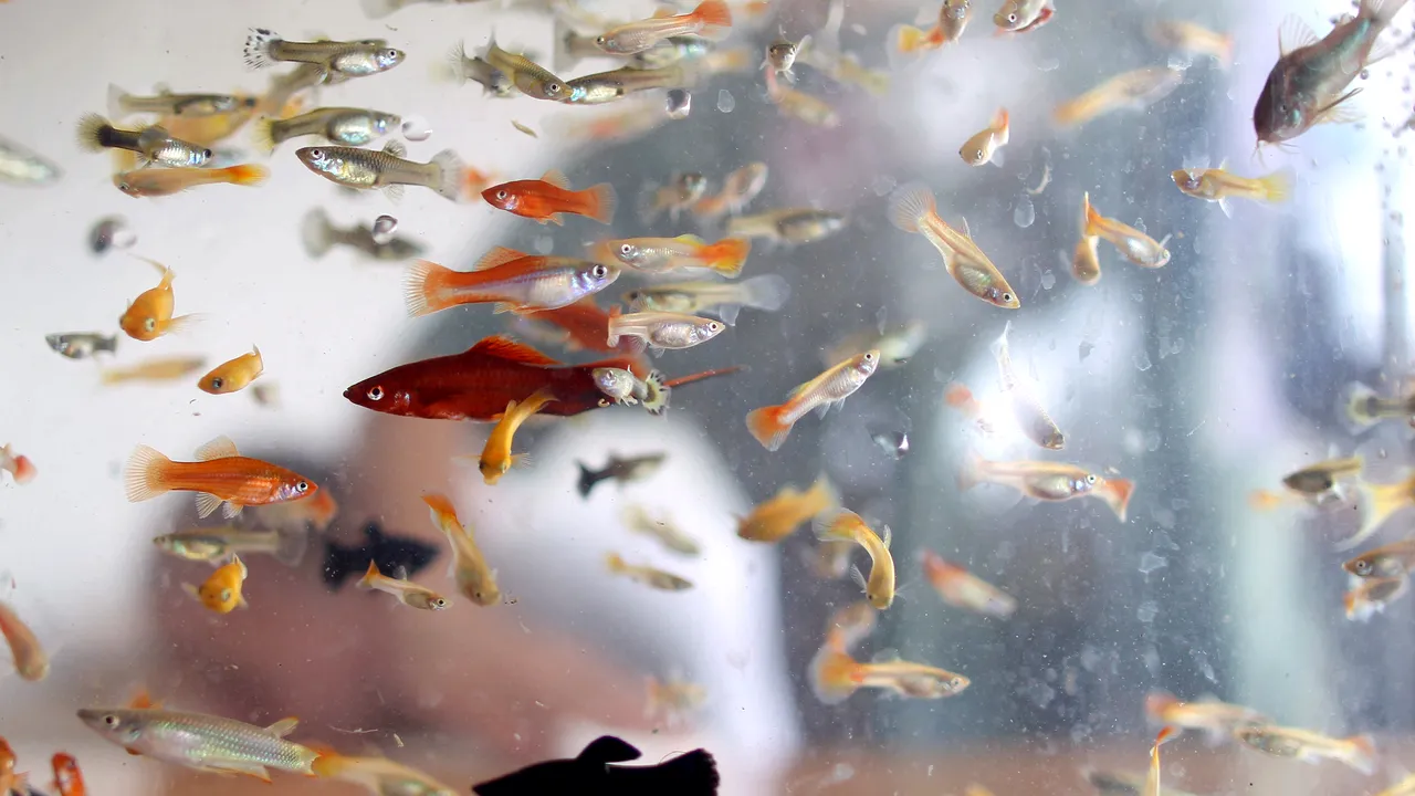 Amintiri din acvariul electoral