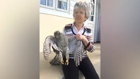 Doi soți din Iași au prins și ucis fără milă un uliu. Ce riscă cei doi